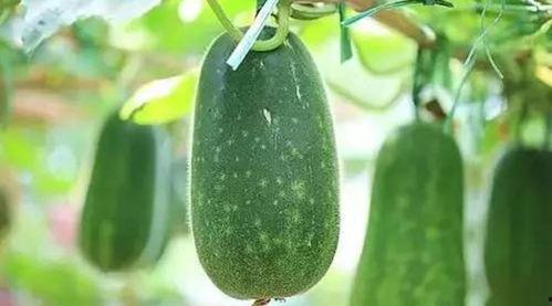 高阳最新吃瓜爆料,娱乐圈风云再起，神秘事件背后真相揭晓